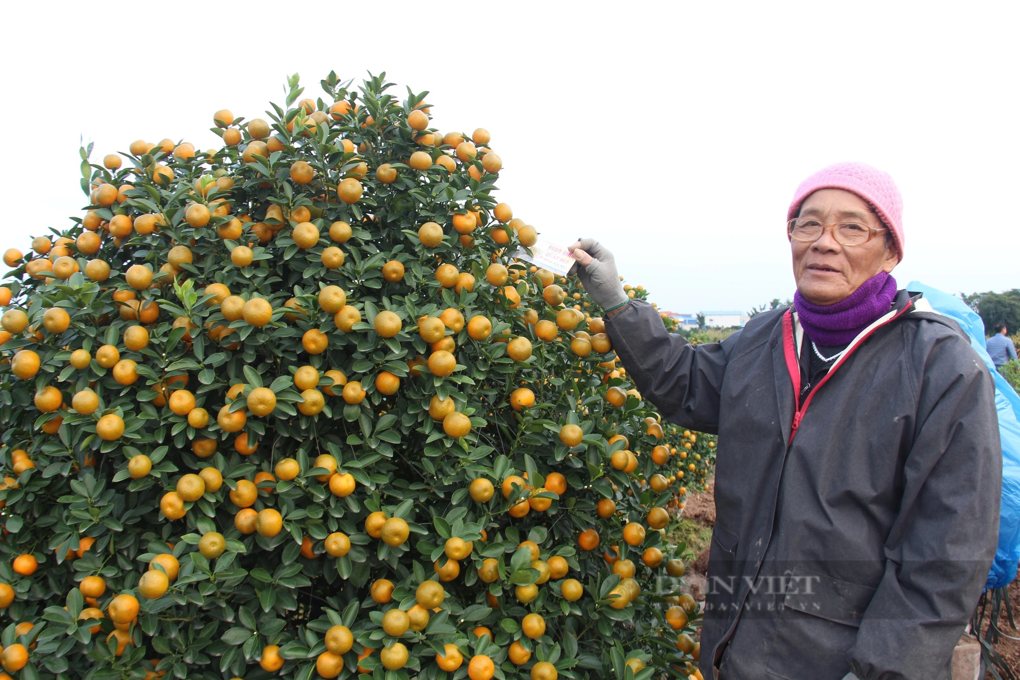 Quất tết toàn cây tăng giá, khách vẫn nườm nượp chở, cả làng trồng quất cảnh ở Nam Định vui- Ảnh 4.