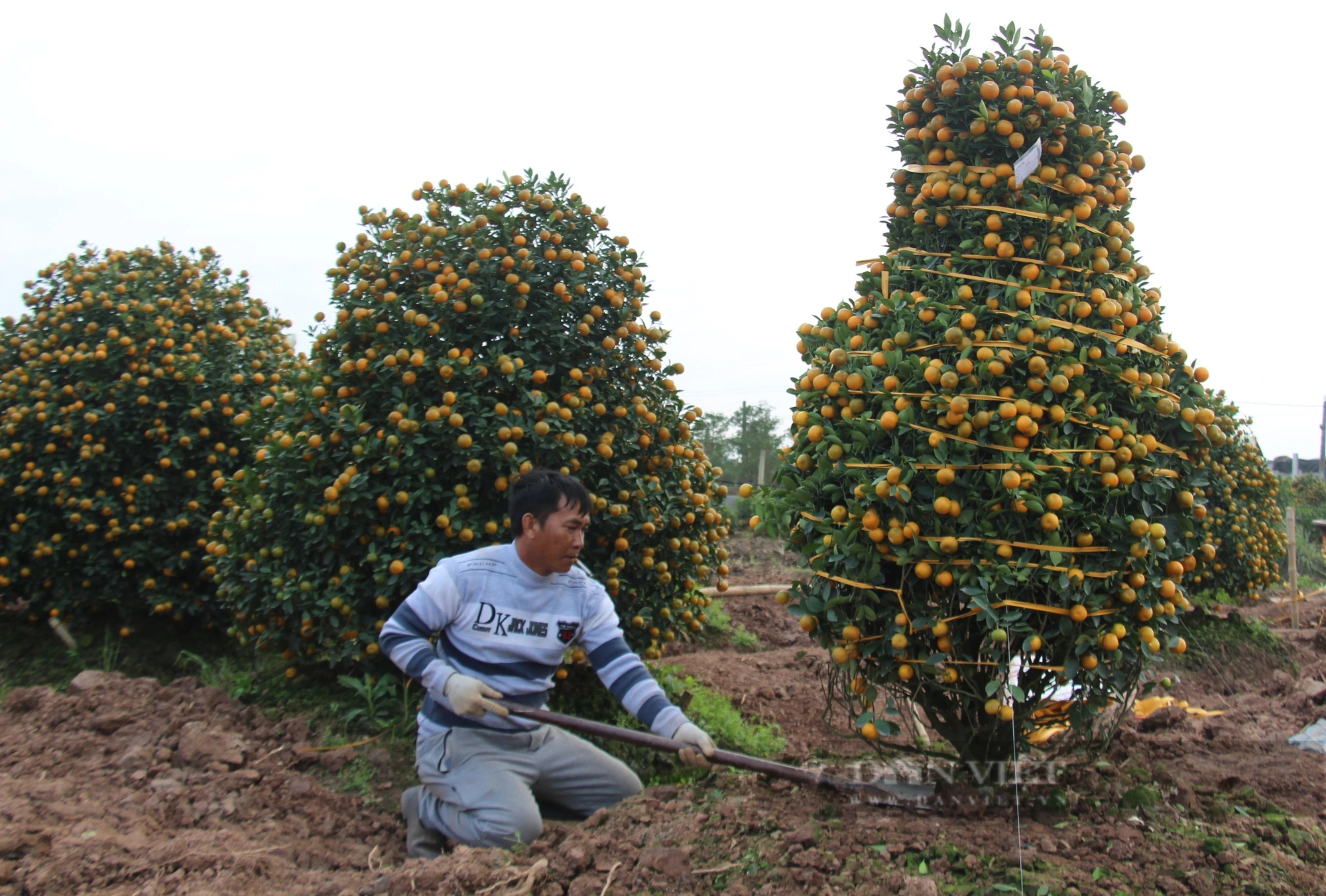 Quất tết toàn cây tăng giá, khách vẫn nườm nượp chở, cả làng trồng quất cảnh ở Nam Định vui- Ảnh 5.