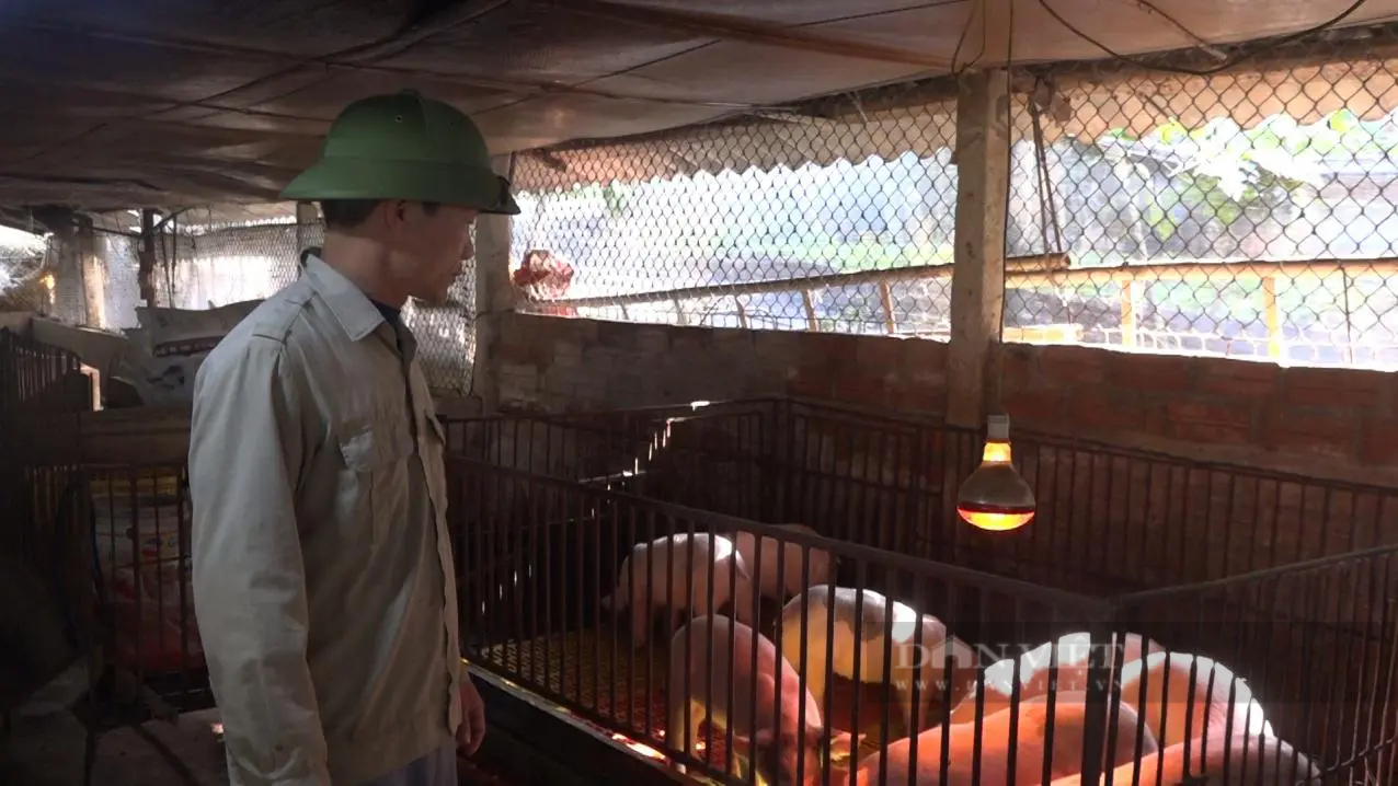 Lo đàn vật nuôi chết rét, nông dân Phú Thọ quây chuồng kín mít, chong đèn 24/24 giờ - Ảnh 1.
