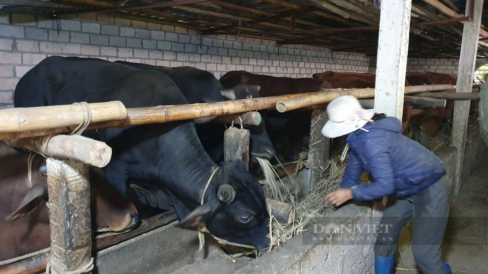 Lo đàn vật nuôi chết rét, nông dân Phú Thọ quây chuồng kín mít, chong đèn 24/24 giờ - Ảnh 2.