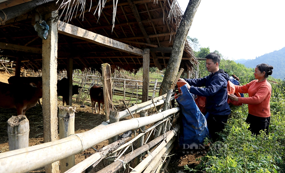 Lo đàn vật nuôi chết rét, nông dân Phú Thọ quây chuồng kín mít, chong đèn 24/24 giờ - Ảnh 4.