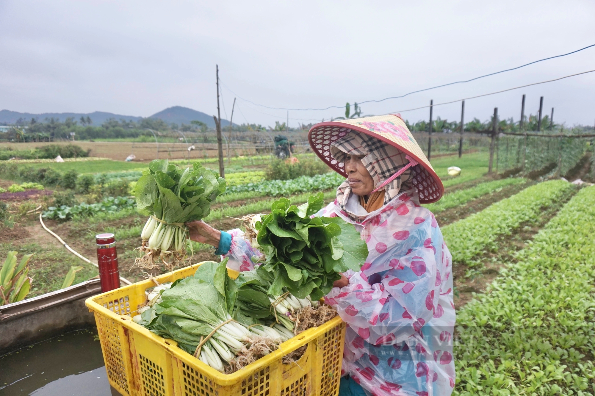 Cận Tết rau màu mất mùa, rớt nửa giá, nông dân Đà Nẵng gặp nhiều khó khăn- Ảnh 1.