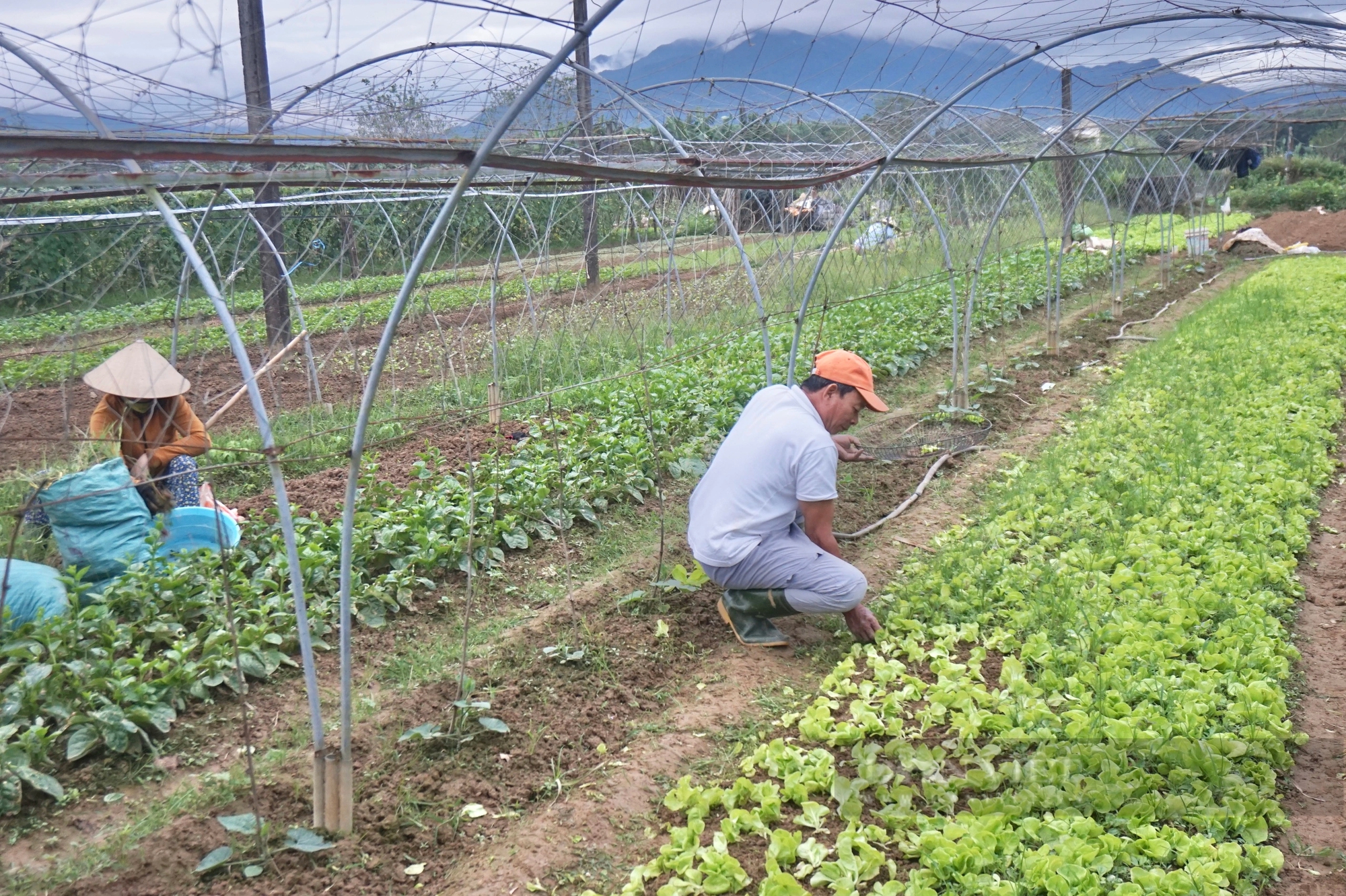 Cận Tết rau màu mất mùa, rớt nửa giá, nông dân Đà Nẵng gặp nhiều khó khăn- Ảnh 2.