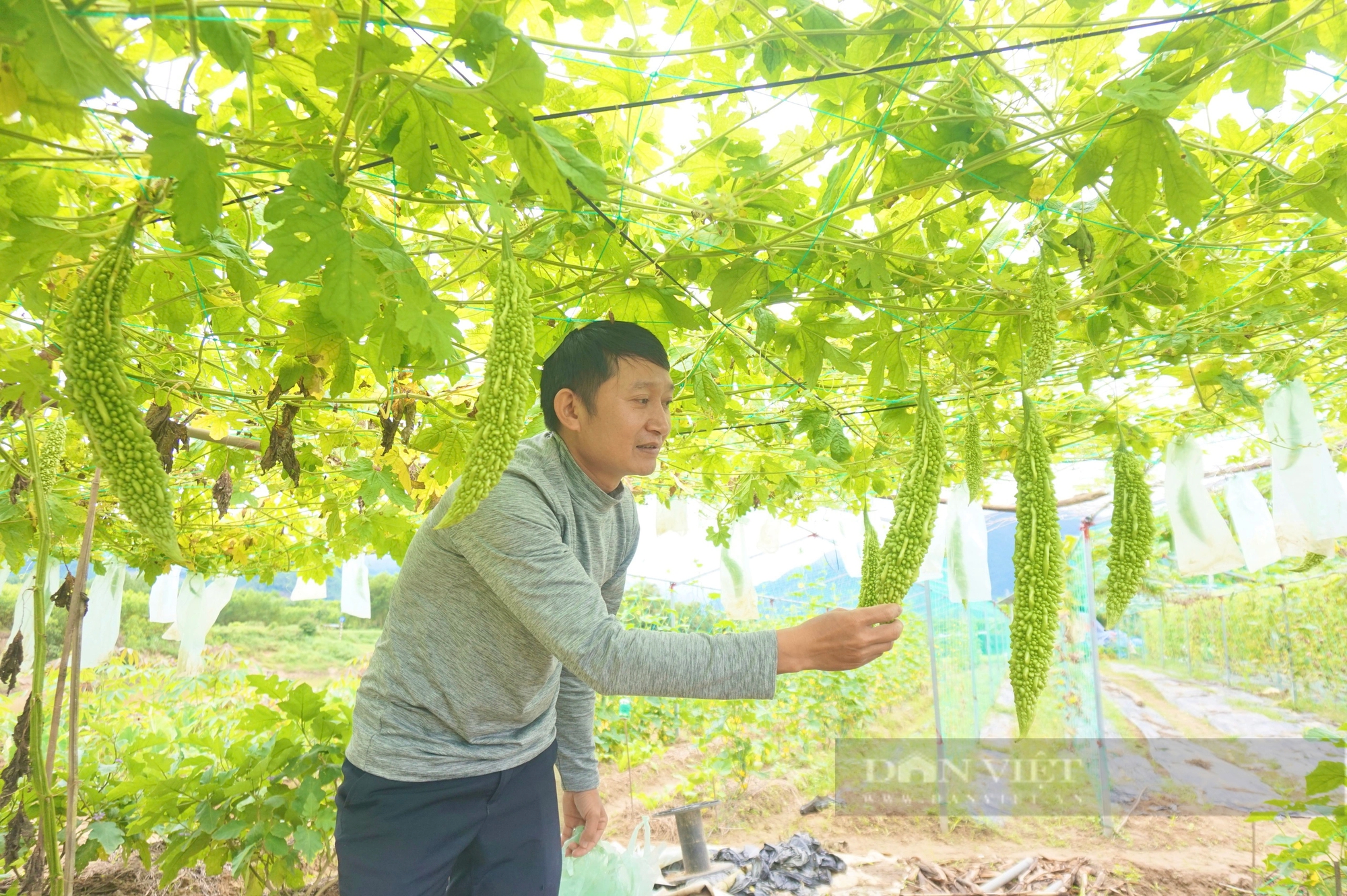 Cận Tết rau màu mất mùa, rớt nửa giá, nông dân Đà Nẵng gặp nhiều khó khăn- Ảnh 3.