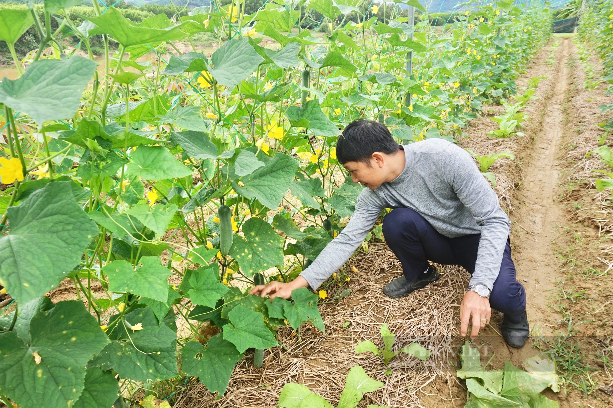Cận Tết rau màu mất mùa, rớt nửa giá, nông dân Đà Nẵng gặp nhiều khó khăn- Ảnh 4.