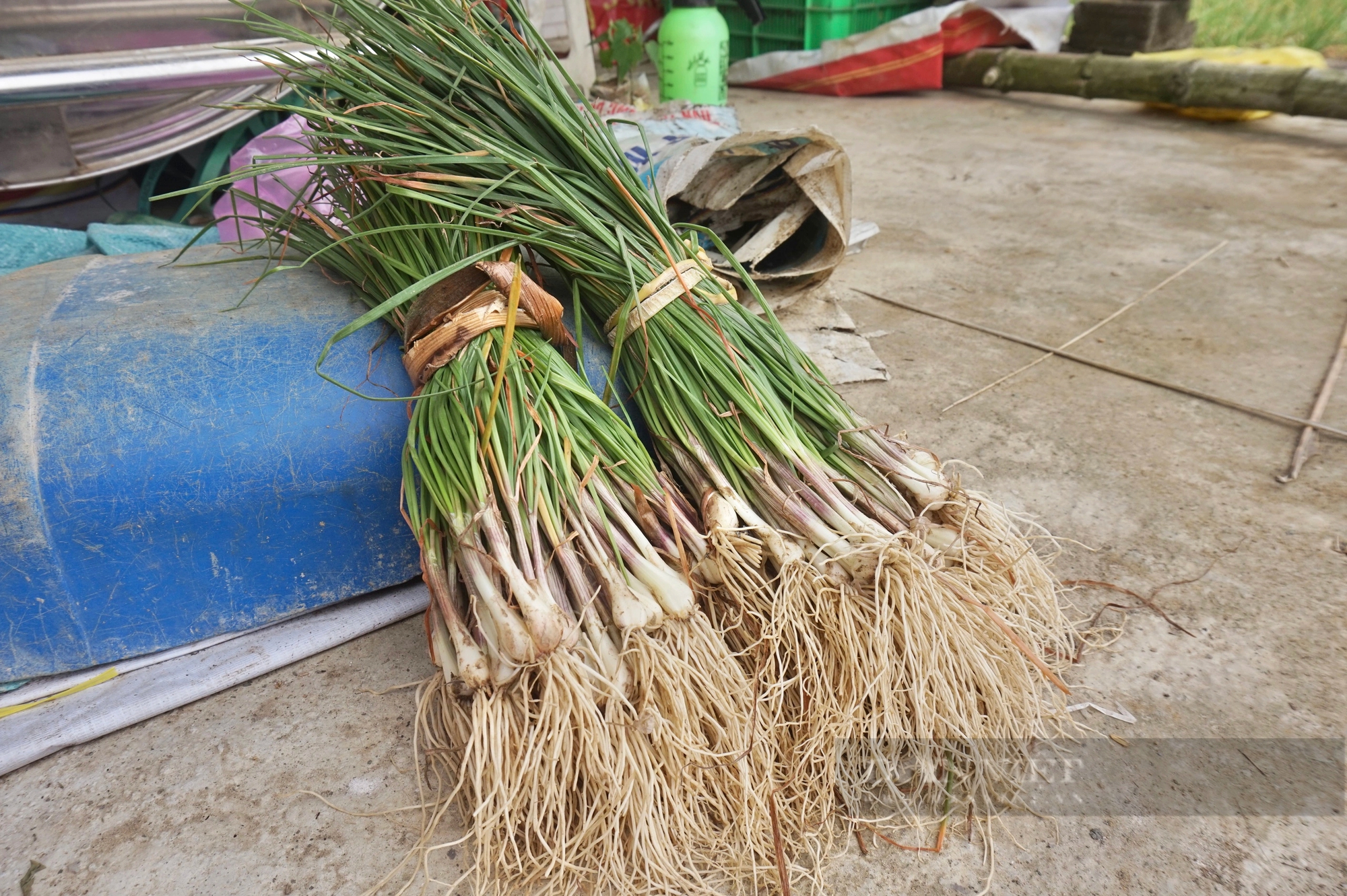 Cận Tết rau màu mất mùa, rớt nửa giá, nông dân Đà Nẵng gặp nhiều khó khăn- Ảnh 5.