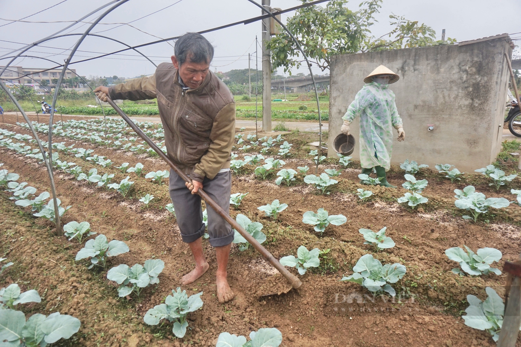 Cận Tết rau màu mất mùa, rớt nửa giá, nông dân Đà Nẵng gặp nhiều khó khăn- Ảnh 7.