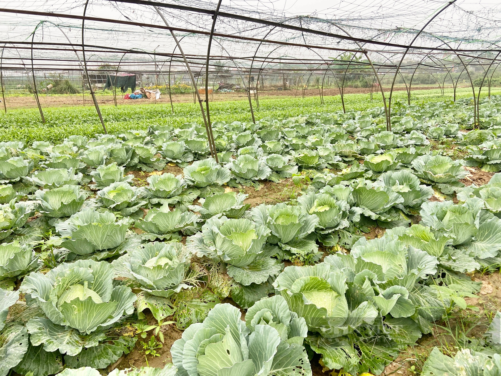 Cận Tết rau màu mất mùa, rớt nửa giá, nông dân Đà Nẵng gặp nhiều khó khăn- Ảnh 8.