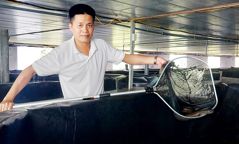 Đến một nơi ở Bắc Giang thấy dân nuôi thứ "cá tàu ngầm" trong bóng tối, bán đắt tiền- Ảnh 1.