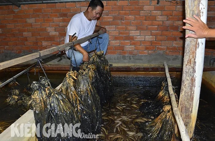 Lươn nuôi dày đặc, toàn con to mà một chi hội ở Kiên Giang chưa bán được con nào, vì sao?- Ảnh 1.