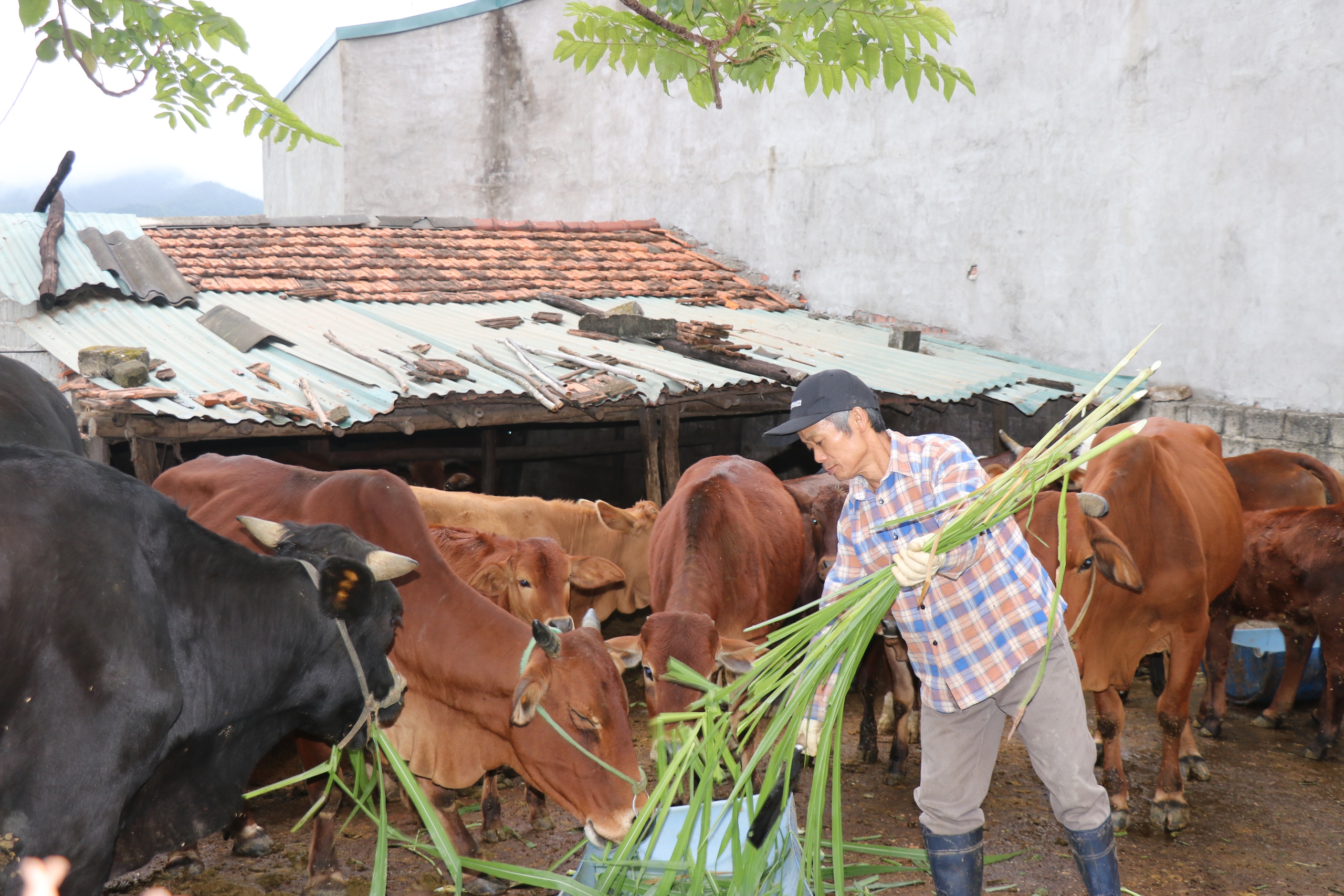 Rét đậm bao trùm miền Bắc: Tuyệt đối không chăn thả gia súc, gia cầm khi nhiệt độ dưới 10 độ C- Ảnh 1.