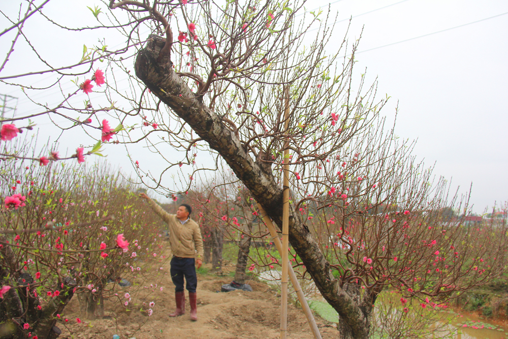 Cận cảnh vườn đào tết toàn cây khủng ở Bắc Giang- Ảnh 2.