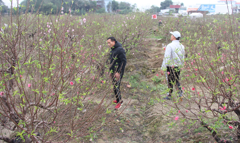 Cận cảnh vườn đào tết toàn cây khủng ở Bắc Giang- Ảnh 4.