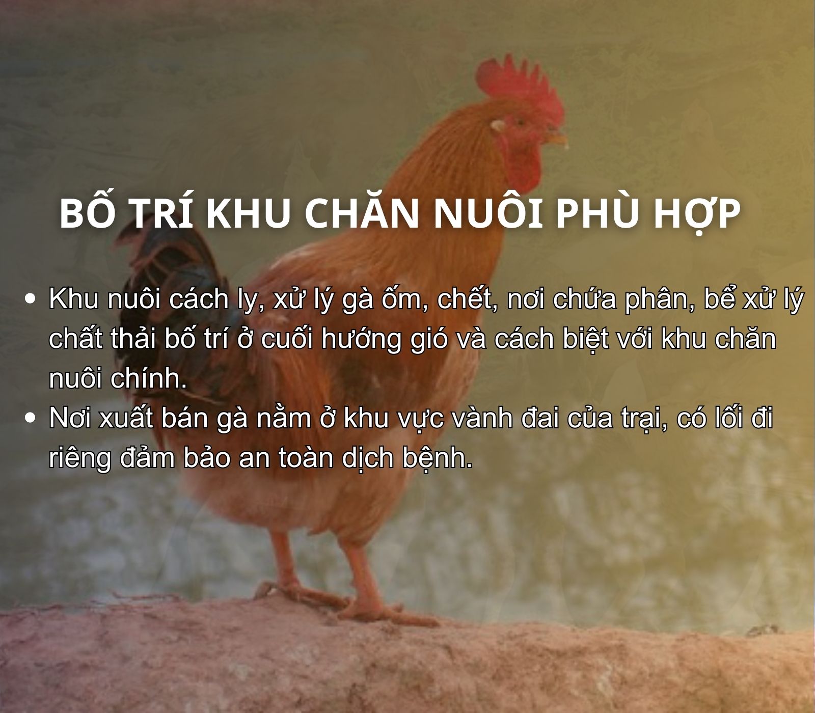 SỔ TAY NHÀ NÔNG: Một số lưu ý khi làm chuồng nuôi gà thảo dược không kháng sinh - Ảnh 2.