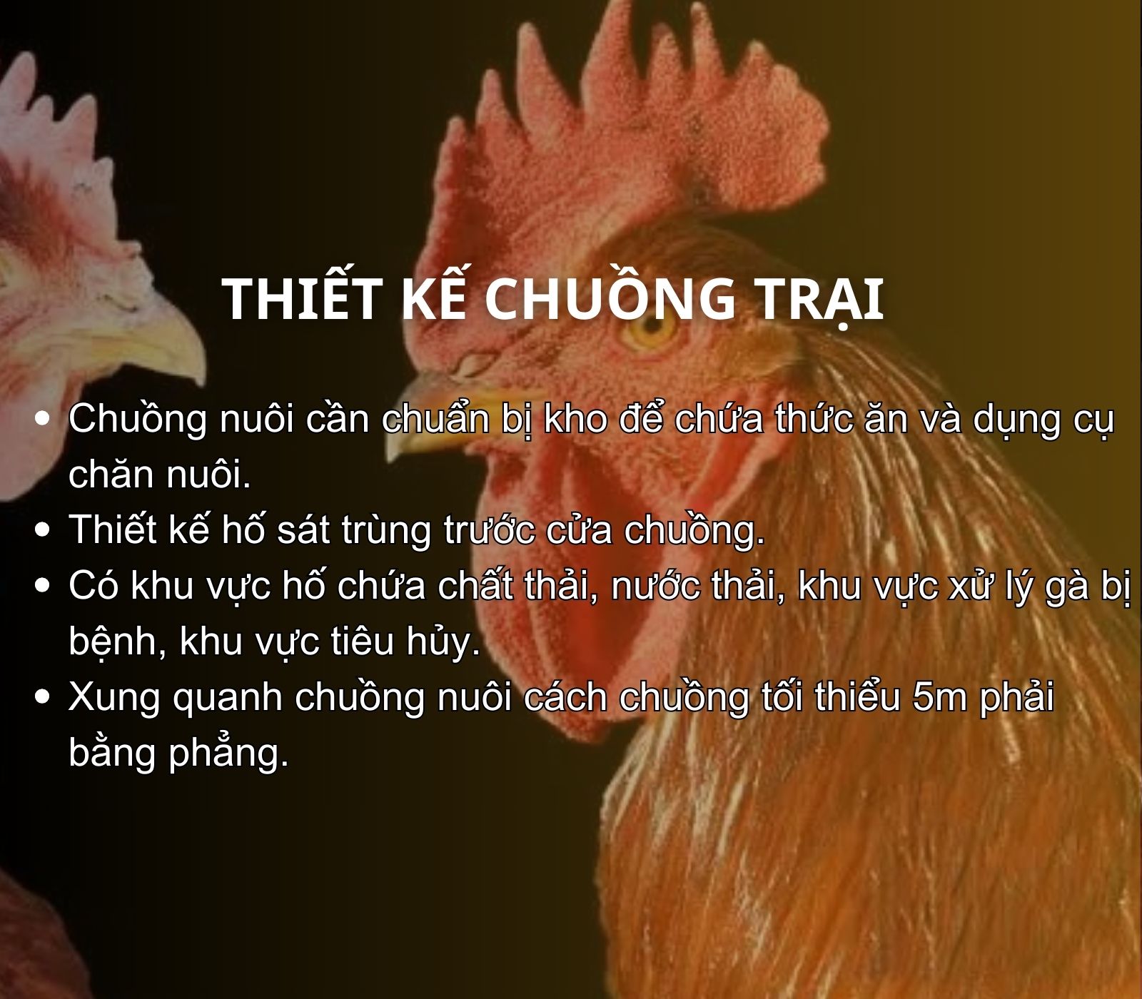 SỔ TAY NHÀ NÔNG: Một số lưu ý khi làm chuồng nuôi gà thảo dược không kháng sinh - Ảnh 3.