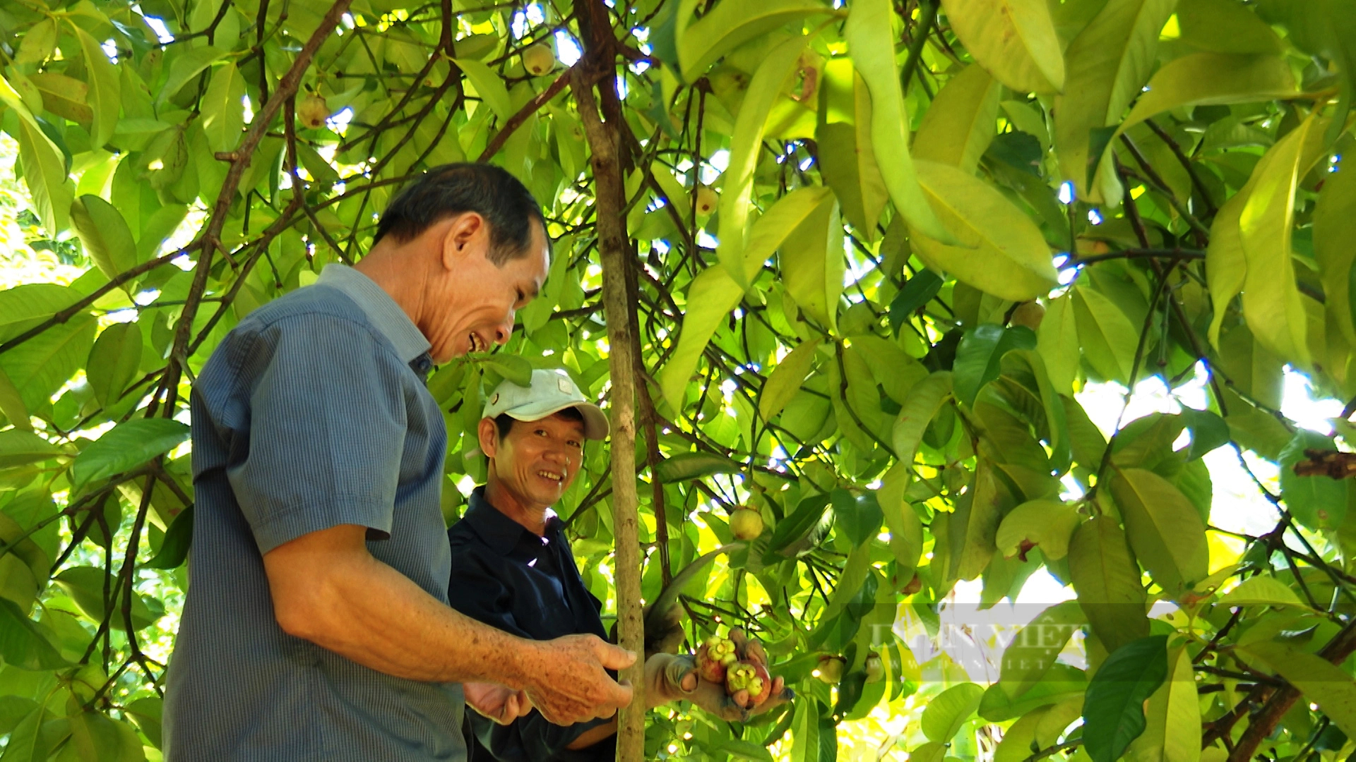 Nông dân Tiên Phước ở Quảng Nam trồng cây ăn quả, vừa hái ra tiền, vừa được hỗ trợ hàng chục tỷ đồng- Ảnh 1.