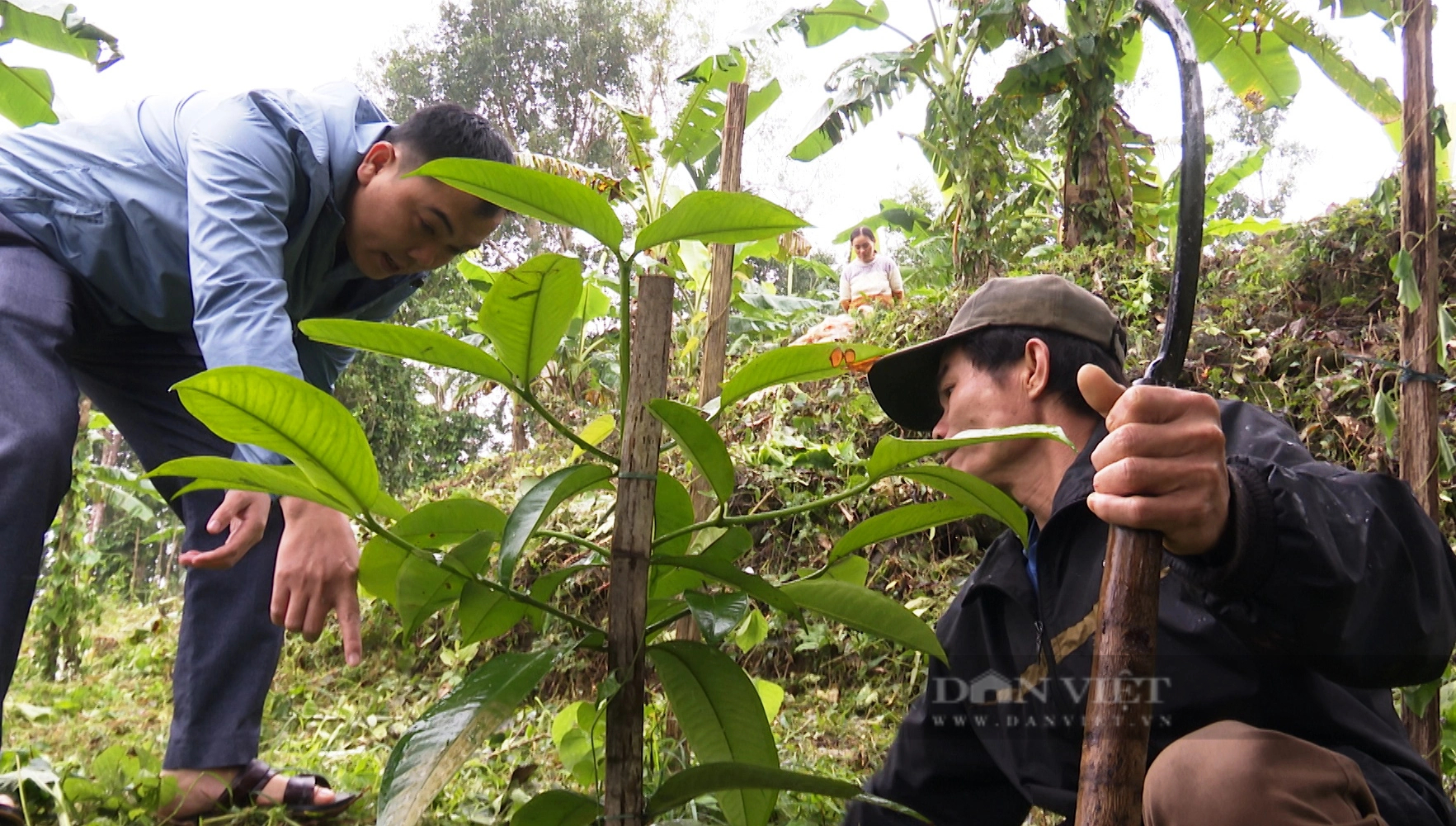 Nông dân Tiên Phước ở Quảng Nam trồng cây ăn quả, vừa hái ra tiền, vừa được hỗ trợ hàng chục tỷ đồng- Ảnh 2.