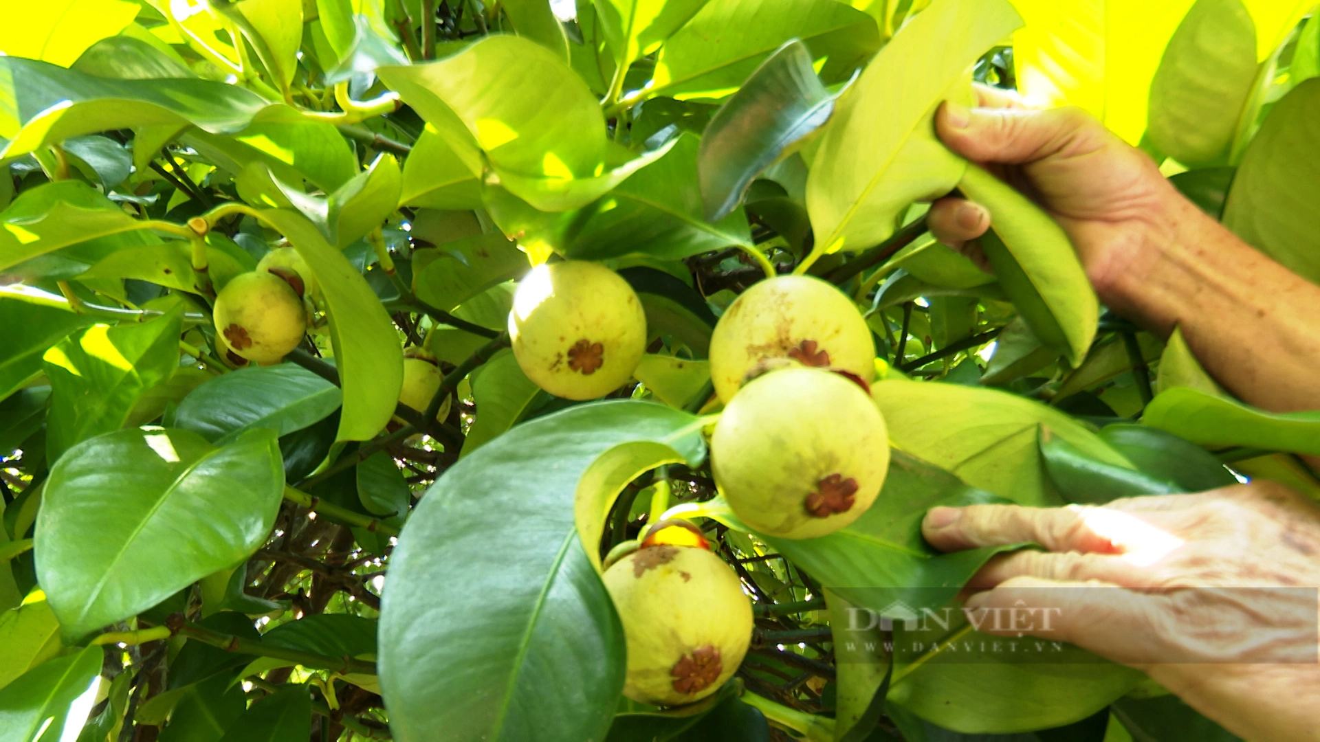 Nông dân Tiên Phước ở Quảng Nam trồng cây ăn quả, vừa hái ra tiền, vừa được hỗ trợ hàng chục tỷ đồng- Ảnh 3.