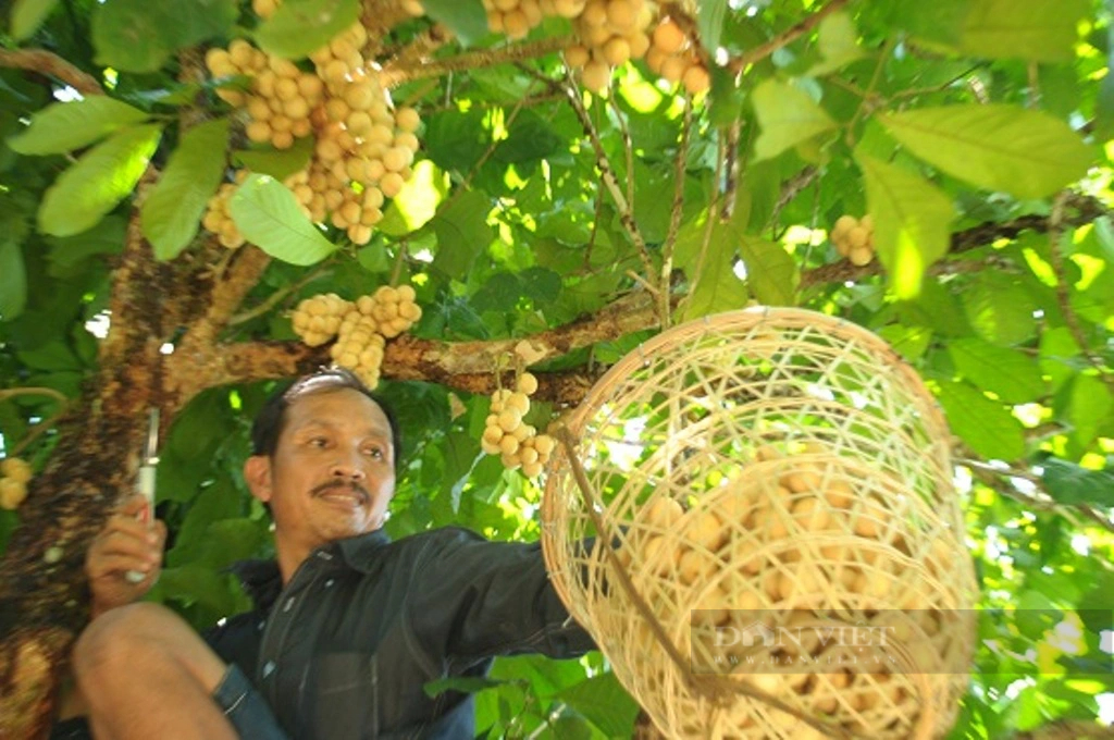 Nông dân Tiên Phước ở Quảng Nam trồng cây ăn quả, vừa hái ra tiền, vừa được hỗ trợ hàng chục tỷ đồng- Ảnh 4.