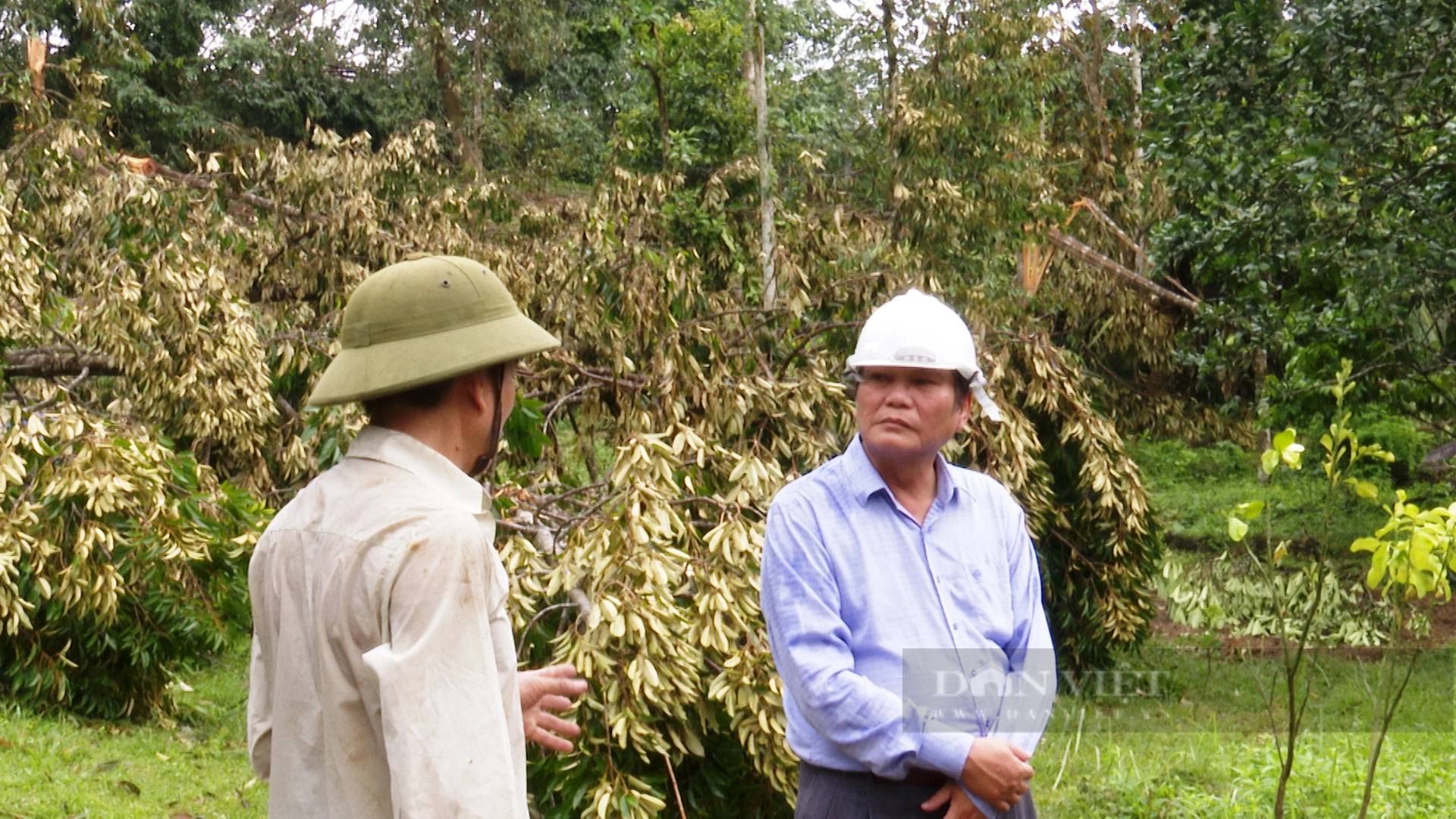 Nông dân Tiên Phước ở Quảng Nam trồng cây ăn quả, vừa hái ra tiền, vừa được hỗ trợ hàng chục tỷ đồng- Ảnh 6.