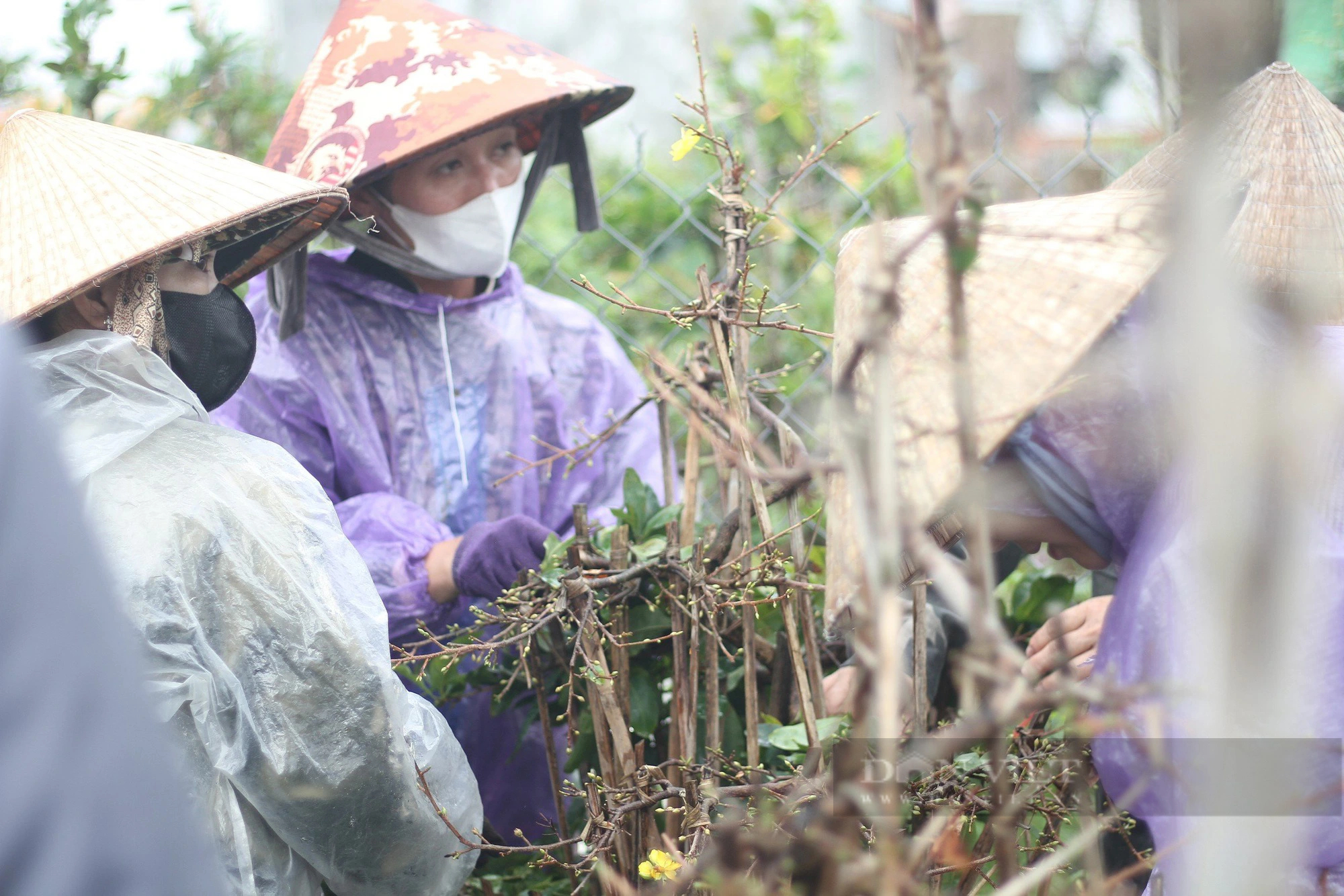 Nghề "ôm cây, lặt lá mai" tại Bình Định vào mùa bận nhất trong năm- Ảnh 2.