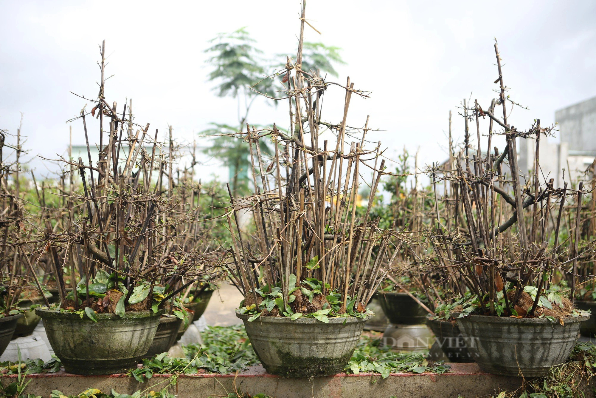 Nghề "ôm cây, lặt lá mai" tại Bình Định vào mùa bận nhất trong năm- Ảnh 4.