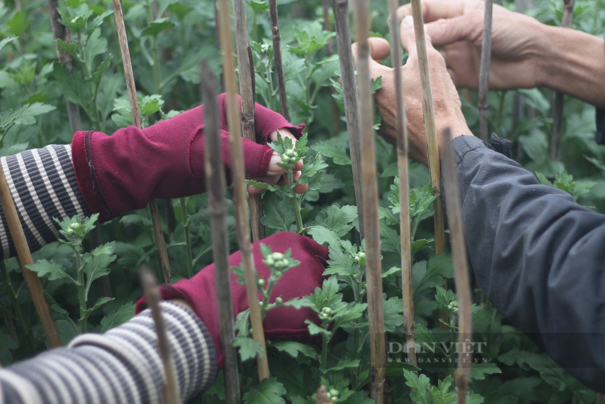 Nghề "ôm cây, lặt lá mai" tại Bình Định vào mùa bận nhất trong năm- Ảnh 8.