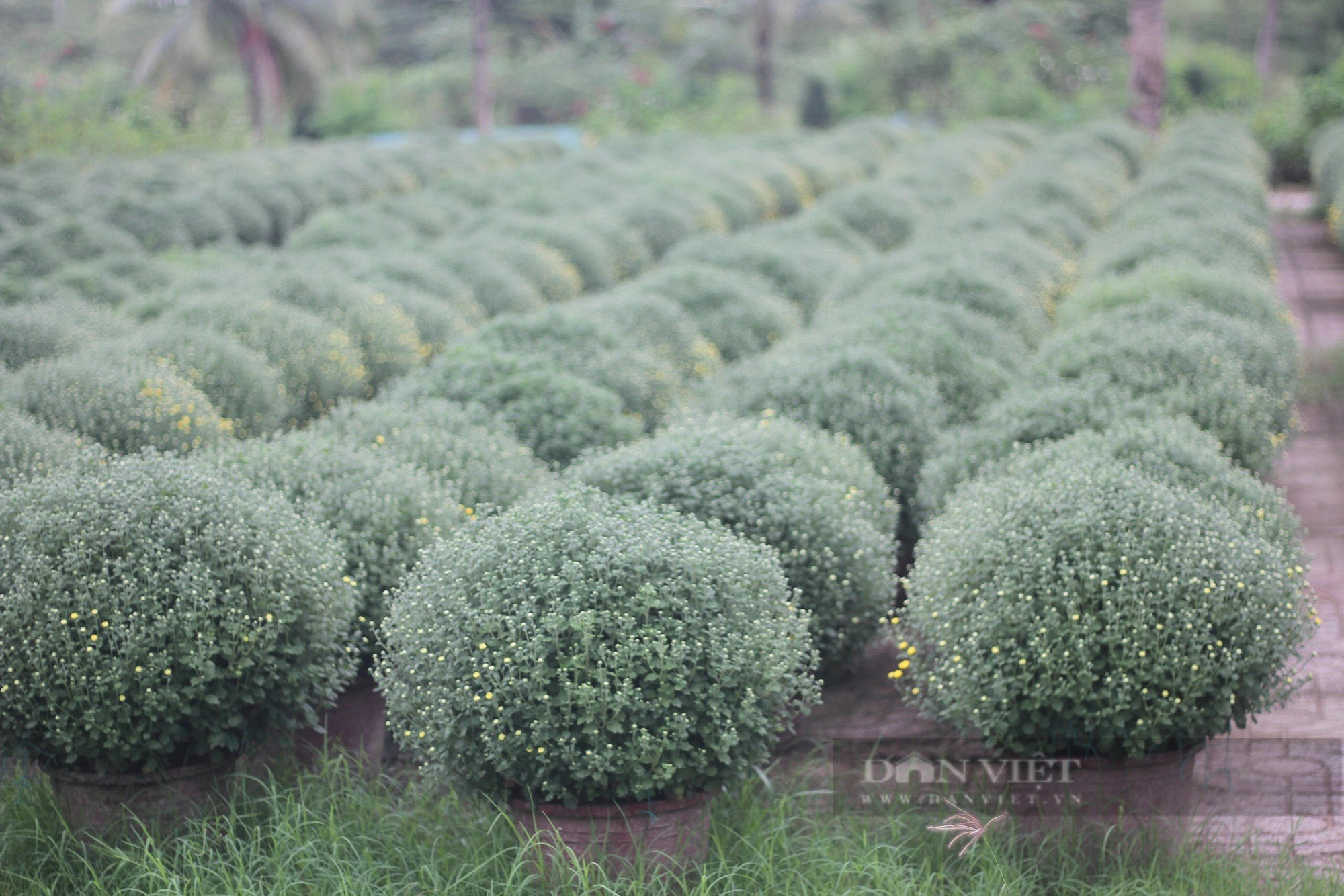 Nghề "ôm cây, lặt lá mai" tại Bình Định vào mùa bận nhất trong năm- Ảnh 11.