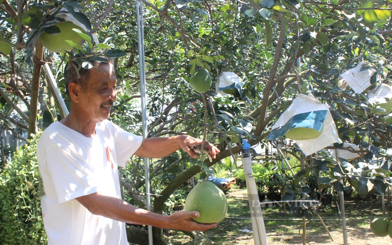 Gia đình lão nông Dương Văn Minh cũng có 3 đời gắn bó với nghề trồng bưởi đường lá cam trên đất cù lao Bạch Đằng. Ảnh: Trần Khánh