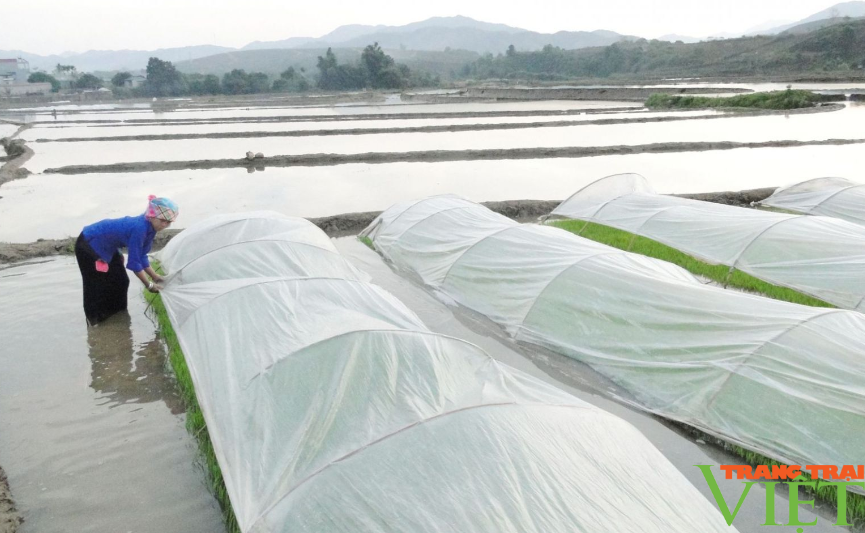 Lai Châu: Tăng cường phòng chống rét, hạn hán, thiếu nước phục vụ sản xuất nông nghiệp- Ảnh 4.