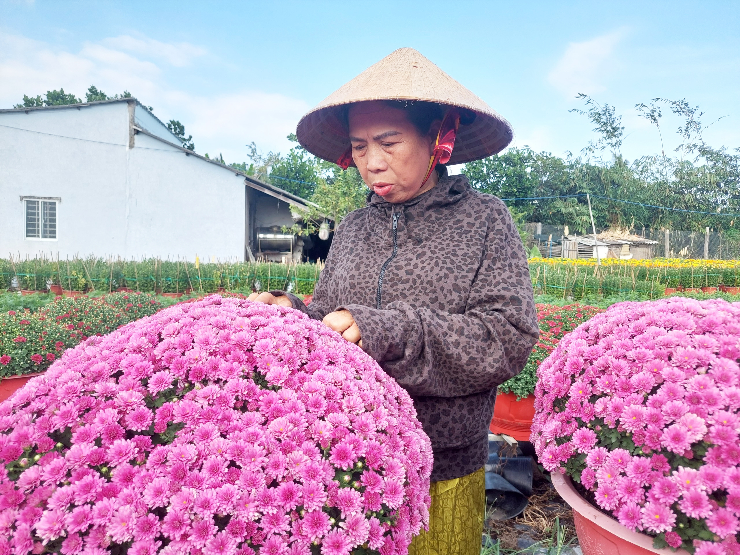 Làng hoa lớn nhất Cần Thơ giảm số lượng vì nông dân lo ế- Ảnh 5.