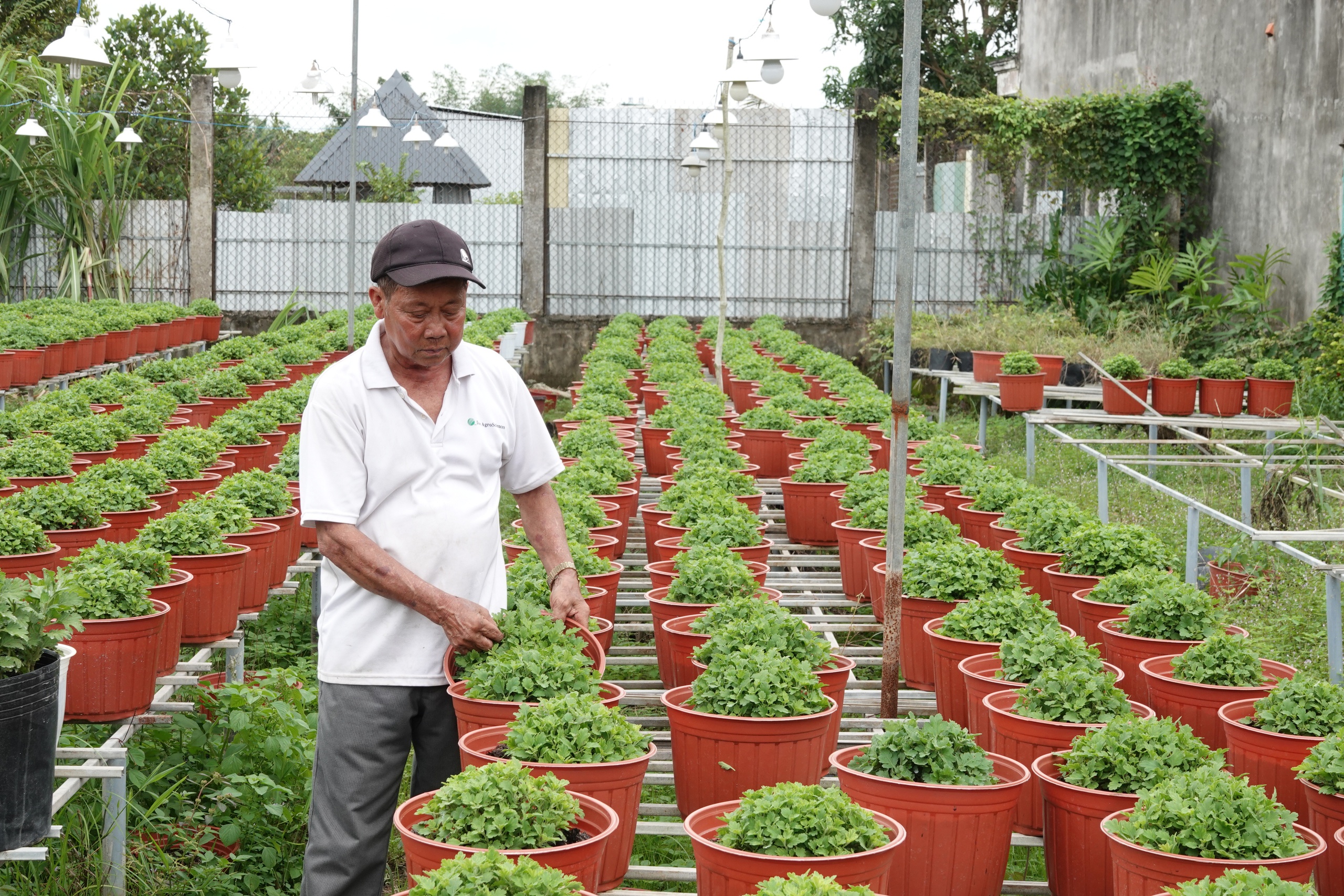 Làng hoa lớn nhất Cần Thơ giảm số lượng vì nông dân lo ế- Ảnh 3.