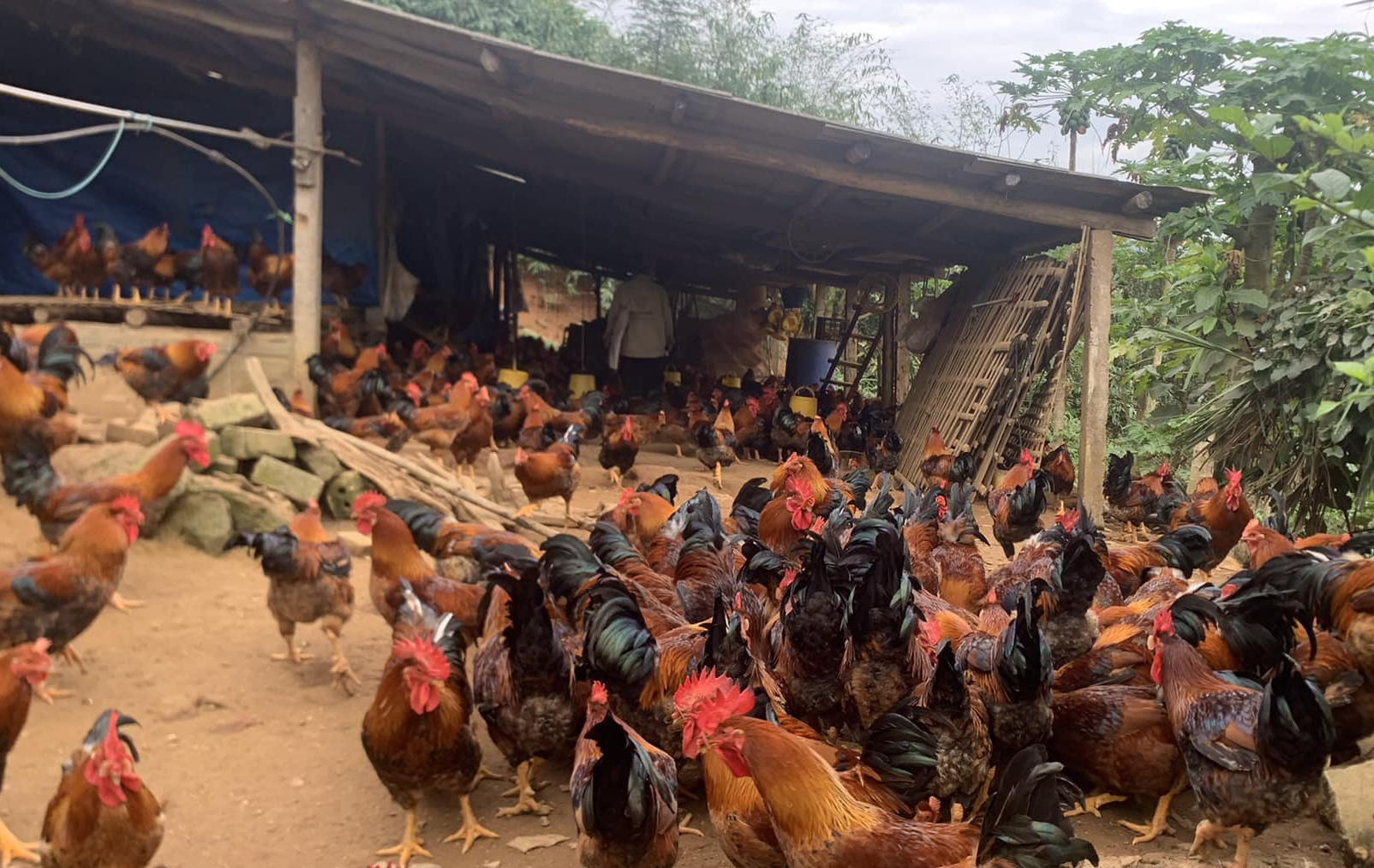 Ông nông dân ở Hà Giang nuôi loại gà đặc sản chưa đến Tết đã bán hết gà- Ảnh 3. Ông nông dân ở Hà Giang nuôi loại gà đặc sản chưa đến Tết đã bán hết gà- Ảnh 3.