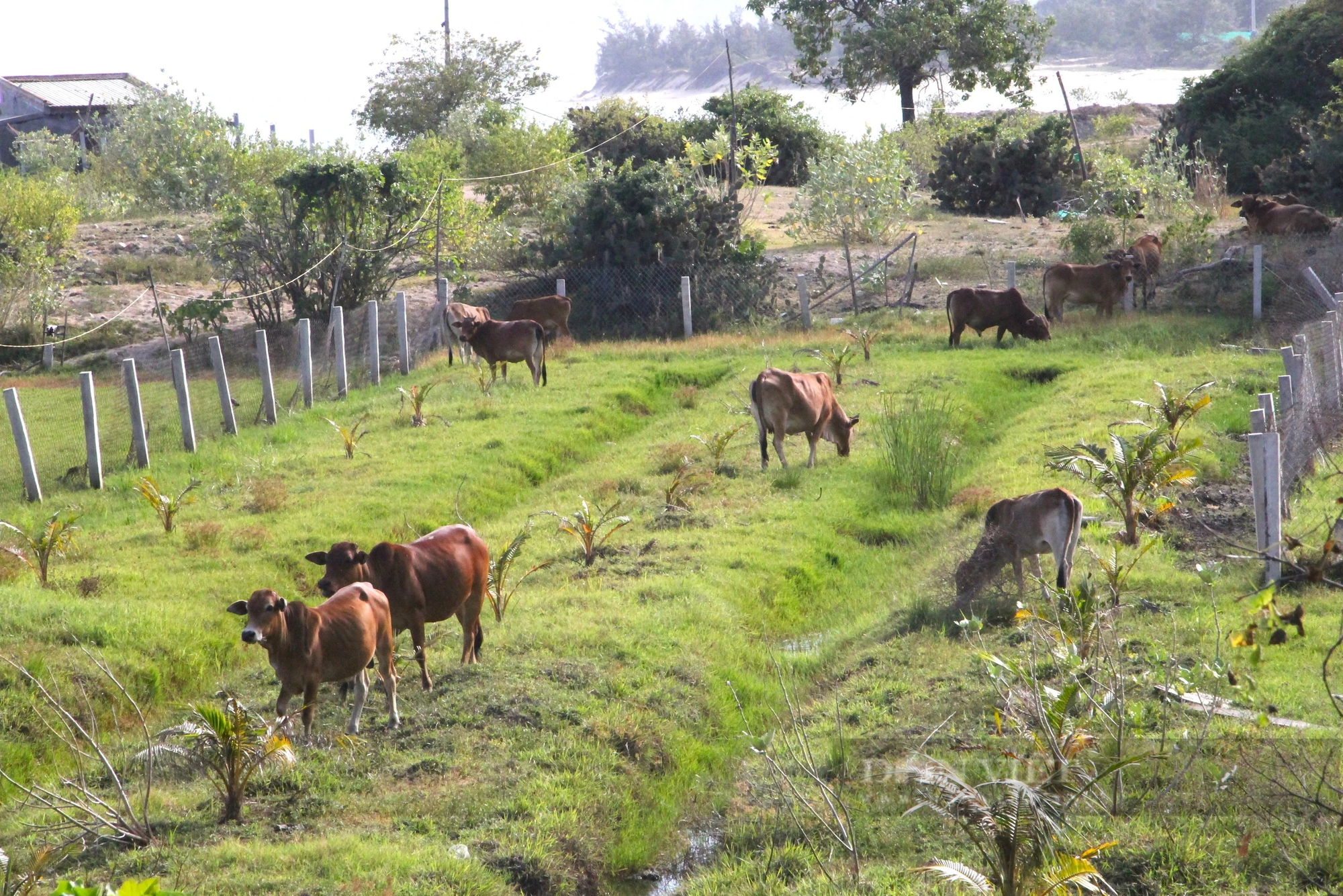 Đồng bào Raglai khu vực Vườn quốc gia Núi Chúa tỉnh Ninh Thuận thoát nghèo nhờ nuôi bò sinh sản- Ảnh 4.