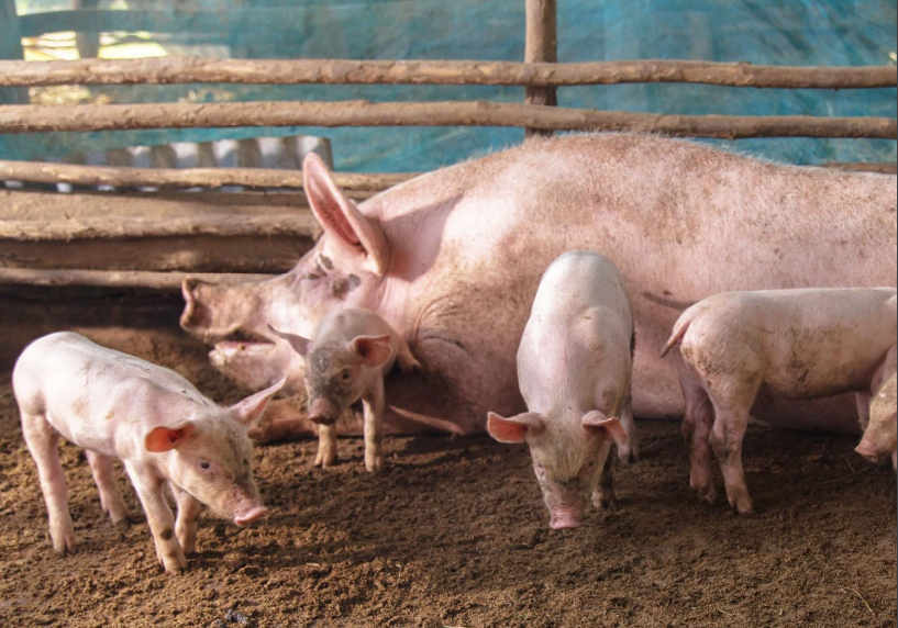 Giá lợn hơi sắp chạm mốc 60.000 đồng/kg, thị trường đang trên đà phục hồi nhanh dịp cận Tết- Ảnh 2.
