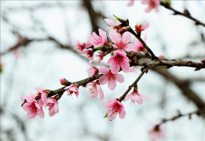 Kể chuyện làng: Hoa đào phai, nỗi hoài niệm về mùa xuân quê hương- Ảnh 2.