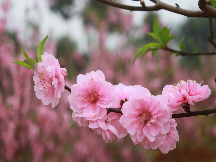 Kể chuyện làng: Hoa đào phai, nỗi hoài niệm về mùa xuân quê hương- Ảnh 1.