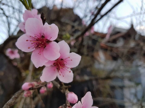 Kể chuyện làng: Hoa đào phai, nỗi hoài niệm về mùa xuân quê hương- Ảnh 3.