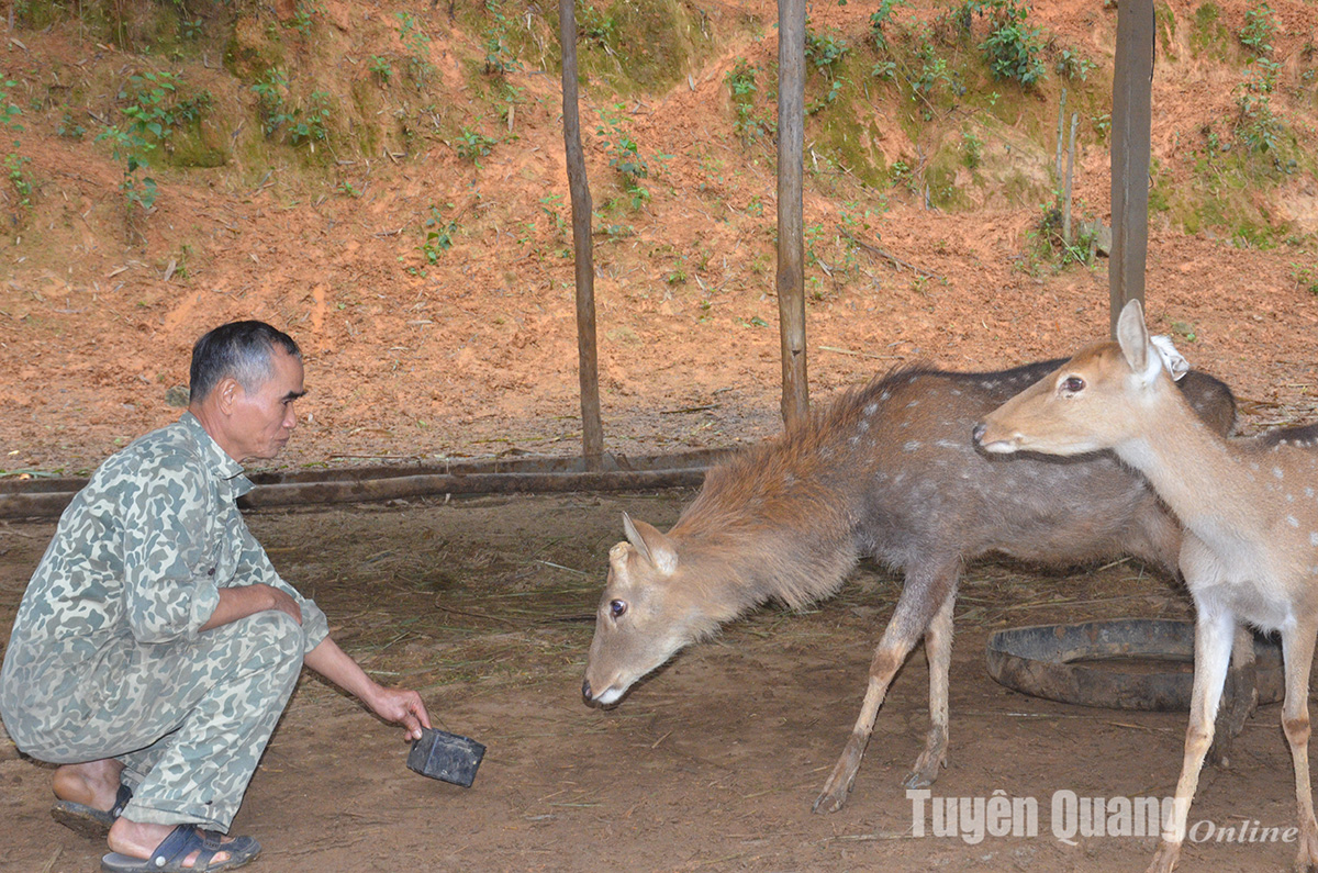 Trồng cây thơm từ vỏ đến lá, nuôi cả con vật nguồn gốc động vật hoang dã, một nông dân Tuyên Quang thu tiền tỷ- Ảnh 1.