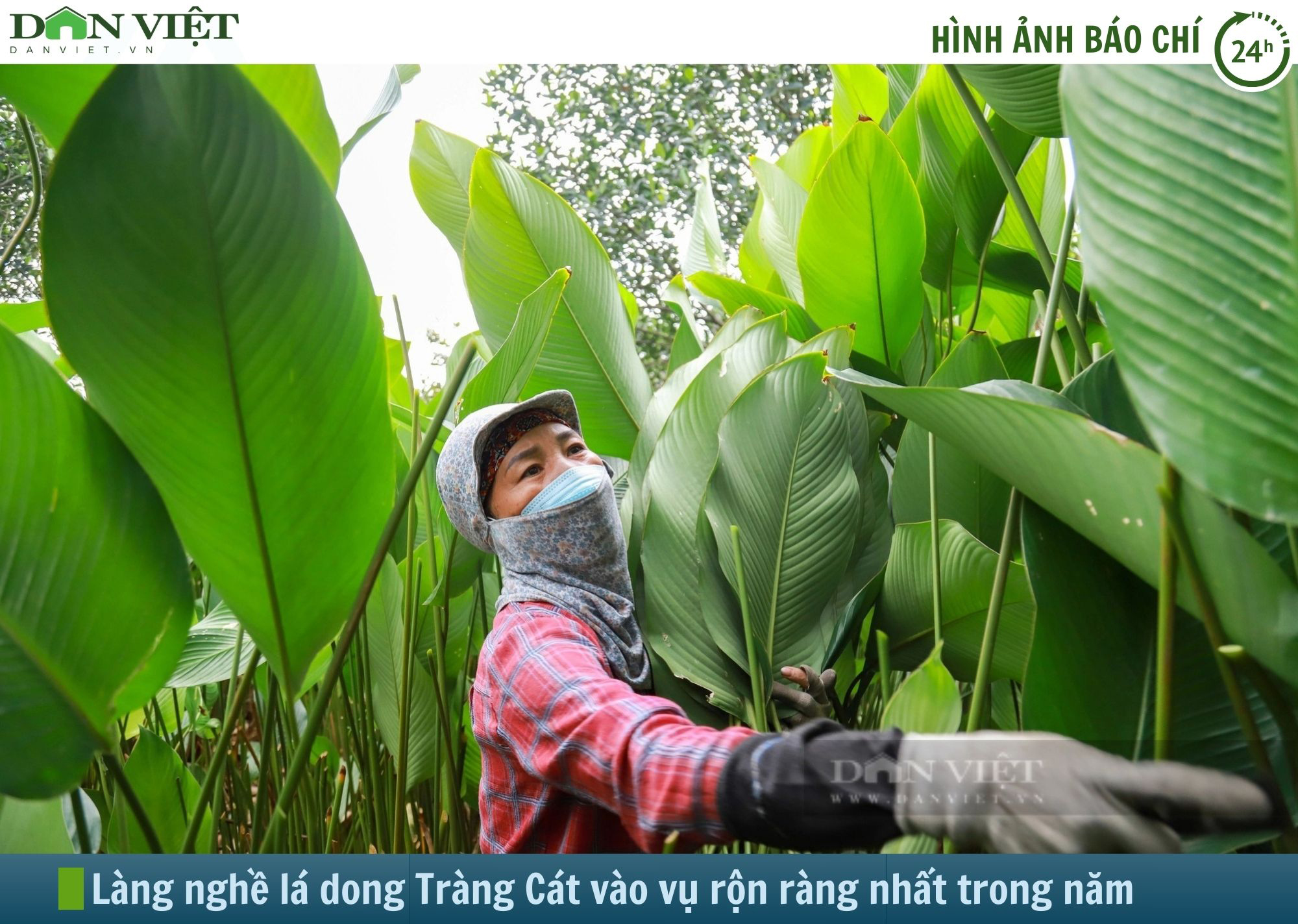 Hình ảnh báo chí 24h: Về ngôi làng trồng lá dong lớn nhất nhì miền Bắc- Ảnh 1.