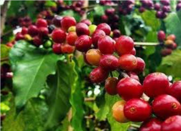 Giá cà phê ngày 13/3: Giá cà phê đồng loạt tăng, trong nước chạm mốc 92.000 đồng/kg - Ảnh 3.