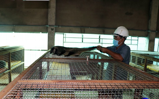 Nuôi con đặc sản thoạt trông như mèo, ham ăn trái cây, một nông dân Tiền Giang bán giống 10 triệu/cặp