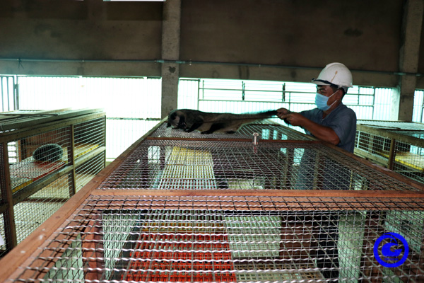 Nuôi con đặc sản thoạt trông như mèo, ham ăn trái cây, một nông dân Tiền Giang bán giống 10 triệu/cặp- Ảnh 2.