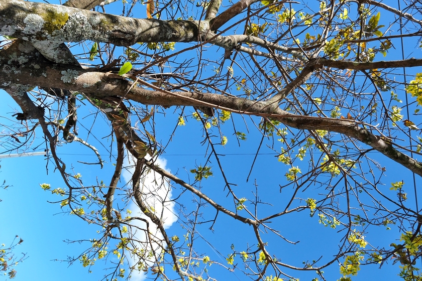 Ở Gia Lai những cây mai rừng khủng "phát sốt", bung hoa đẹp như phim, dân tha hồ chụp hình- Ảnh 4.