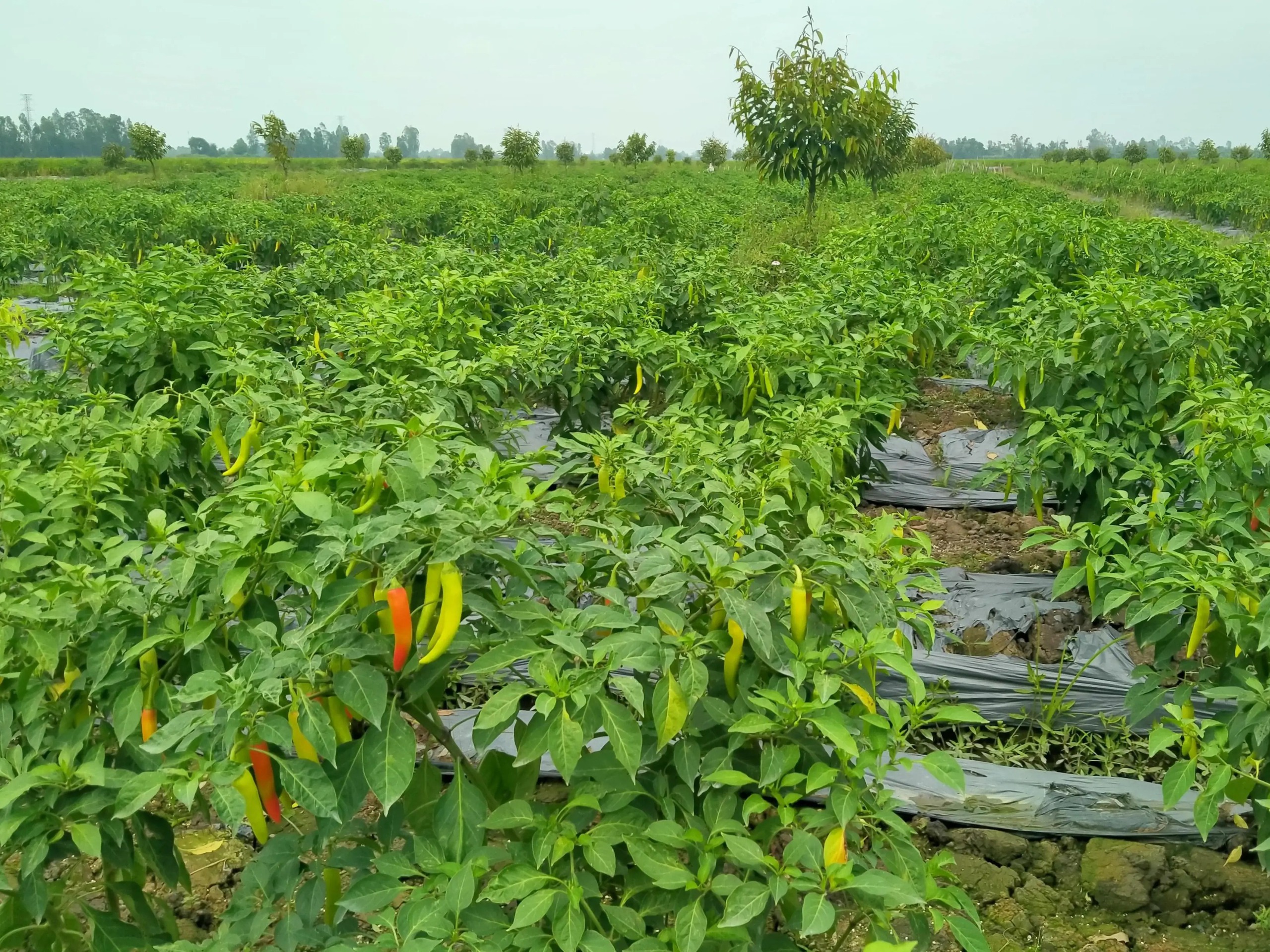 Trồng ớt sừng vàng xen canh trong vườn cây ăn trái, nông dân một nơi ở Kiên Giang có thu nhập tốt- Ảnh 1.