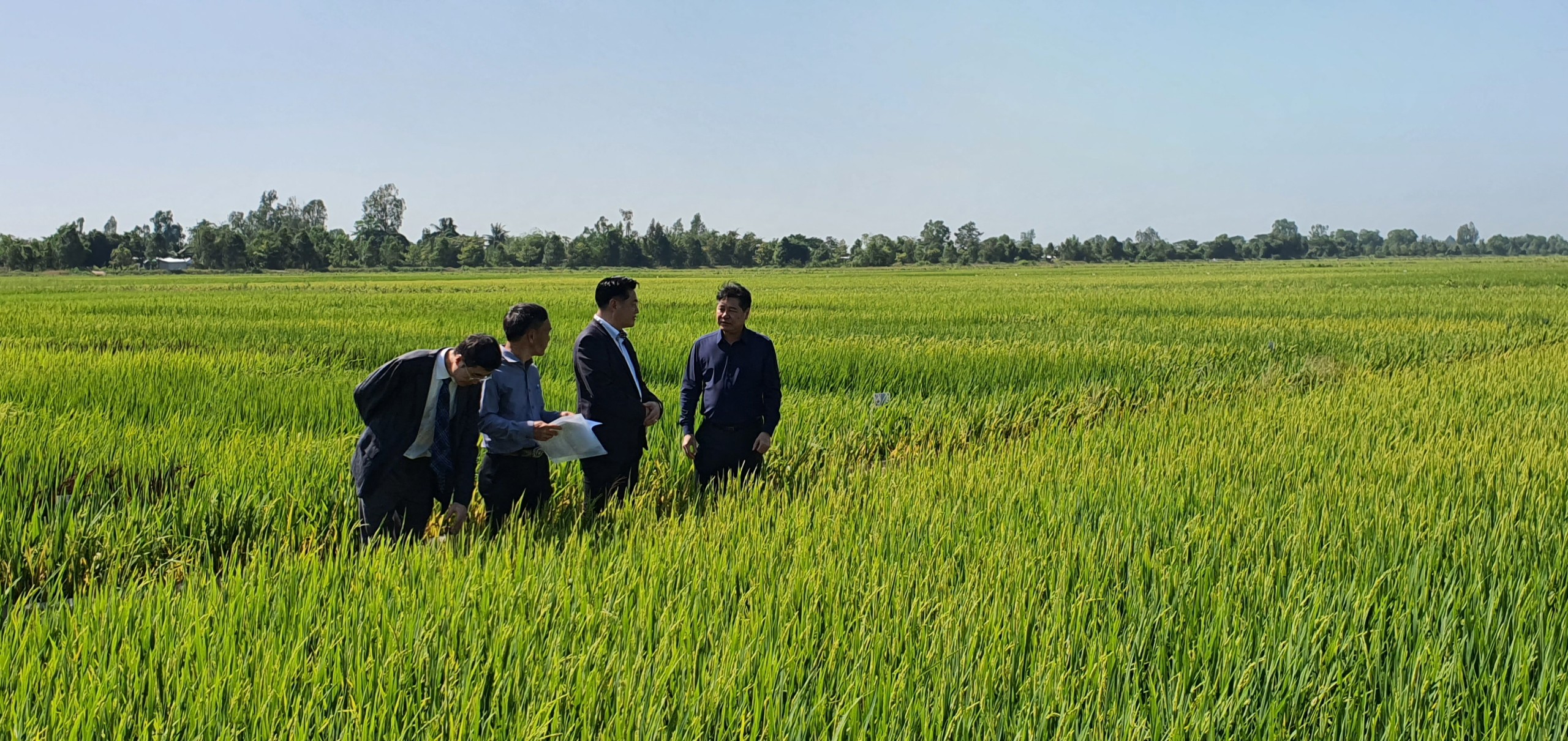 Mỗi năm sẽ đào tạo 500.000 nông dân tham gia đề án 1 triệu ha lúa chất lượng cao- Ảnh 1.