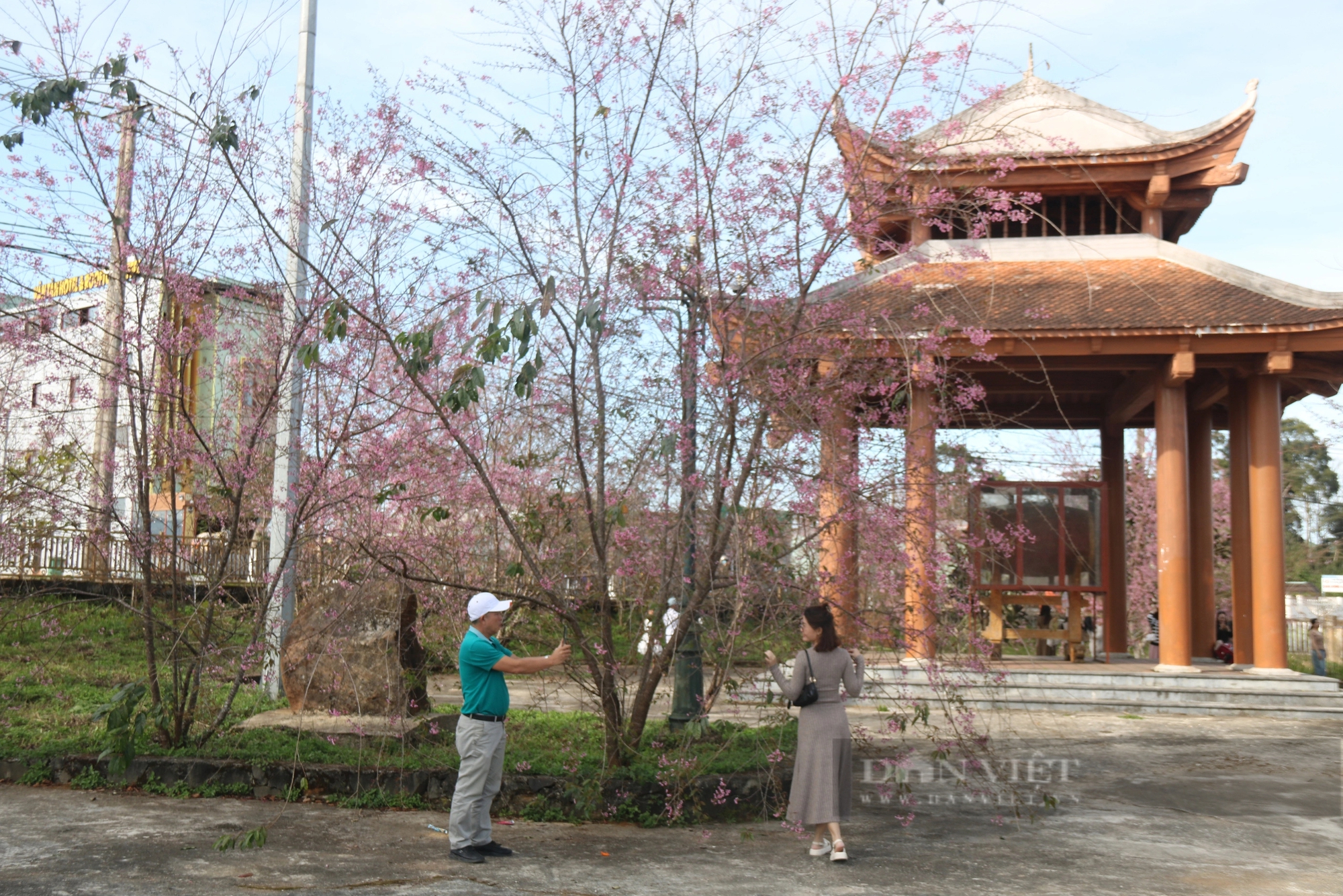Hoa mai anh đào ở Kon Tum nở đẹp rực rỡ, du khách nườm nượp đến check-in- Ảnh 3.
