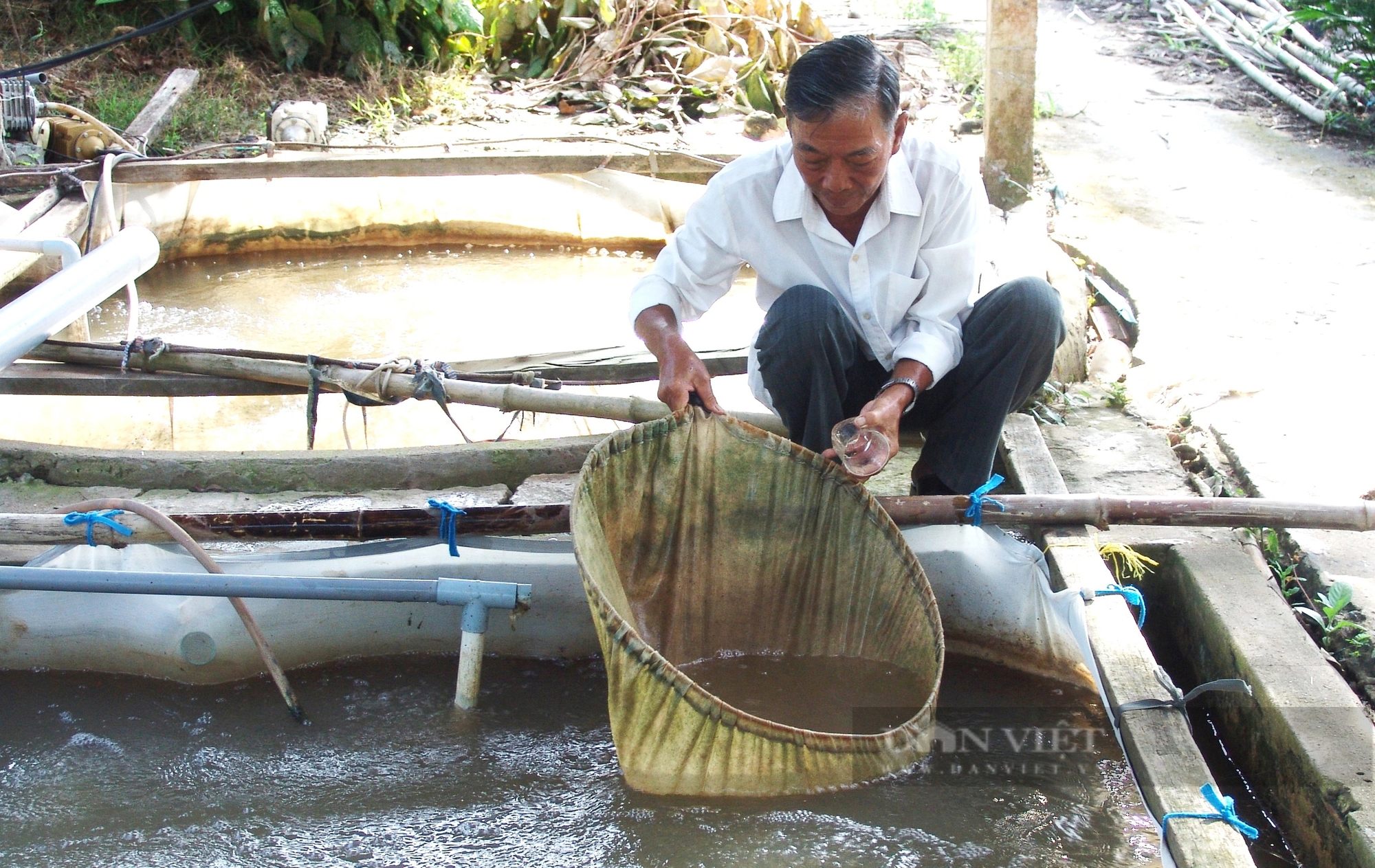 Ông nông dân Tiền Giang cứu loại cá đặc sản nước ngọt tưởng như đã tuyệt chủng, giờ giá mỗi con tiền triệu- Ảnh 1.