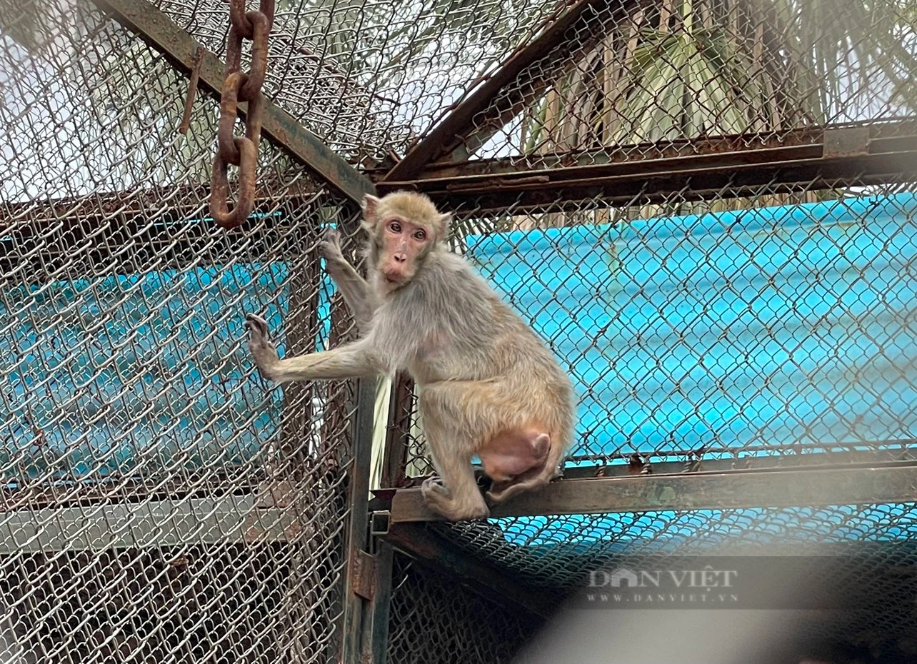 Cận cảnh đàn khỉ bị bệnh nấm điều trị trong khu cách ly Vườn thú Thủ Lệ- Ảnh 4.