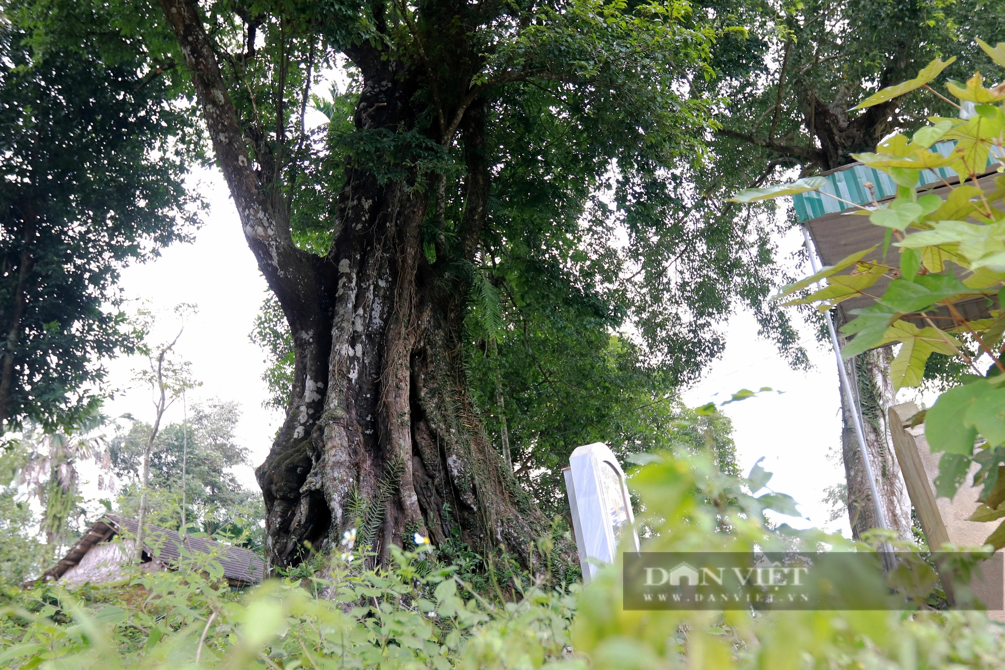 Một cây cổ thụ 700 năm tuổi ở Hà Tĩnh tương truyền cứu vua Lê Thái Tổ nay vẫn xanh um, quả thơm khắp làng- Ảnh 1.